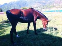 Vente de cheval : Eliena