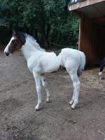 Vente de cheval : Prince