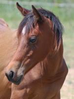 Vente de cheval : Zakaria al Rius