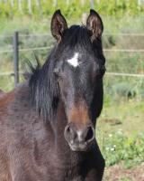 Vente de cheval : Zaphir al Rius