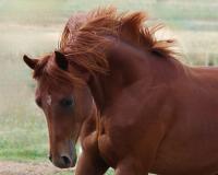 Vente de cheval : Shakib al Rius