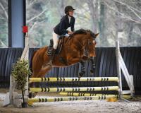 Vente de cheval : Dolce Bond