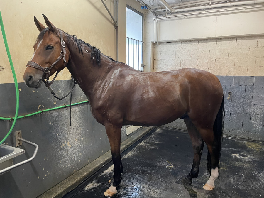Vente de cheval : Ehlyum 