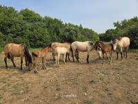 Vente de cheval : Amandine Pujol