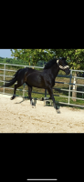 Vente de cheval : Hedroo