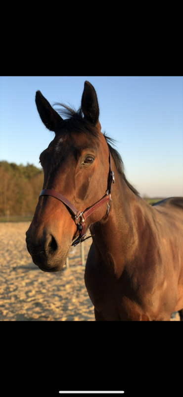 Vente de cheval : Zandora du Rozel E
