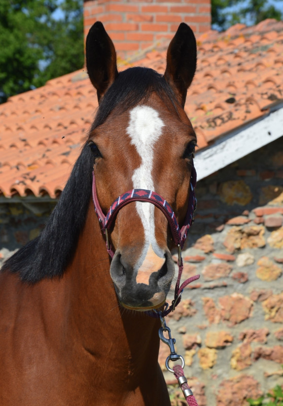 Vente de cheval : Lady Jo des Grpilles