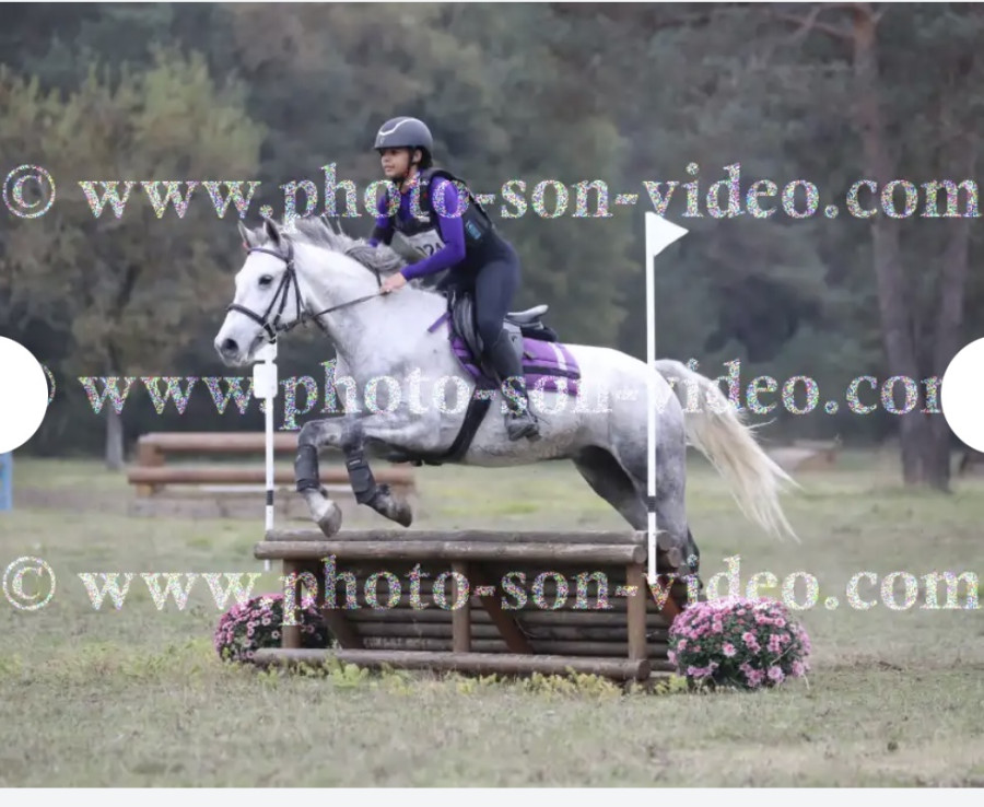 Vente de poney