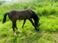 Vente de cheval : Playboy du long