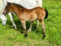 Vente de cheval : Plume du long
