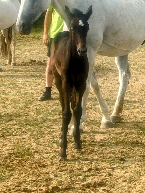 Vente de cheval : Pliade du Long