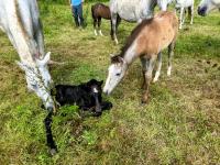 Vente de cheval : Pegase du Long