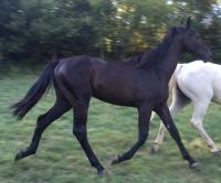 Vente de cheval : Coopernic du Long Z