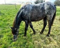 Vente de cheval : Olympe du long