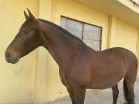 Vente de cheval : Zarceo FSR