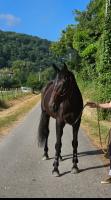 Vente de cheval : DAMEDARLING D'BEGOR 