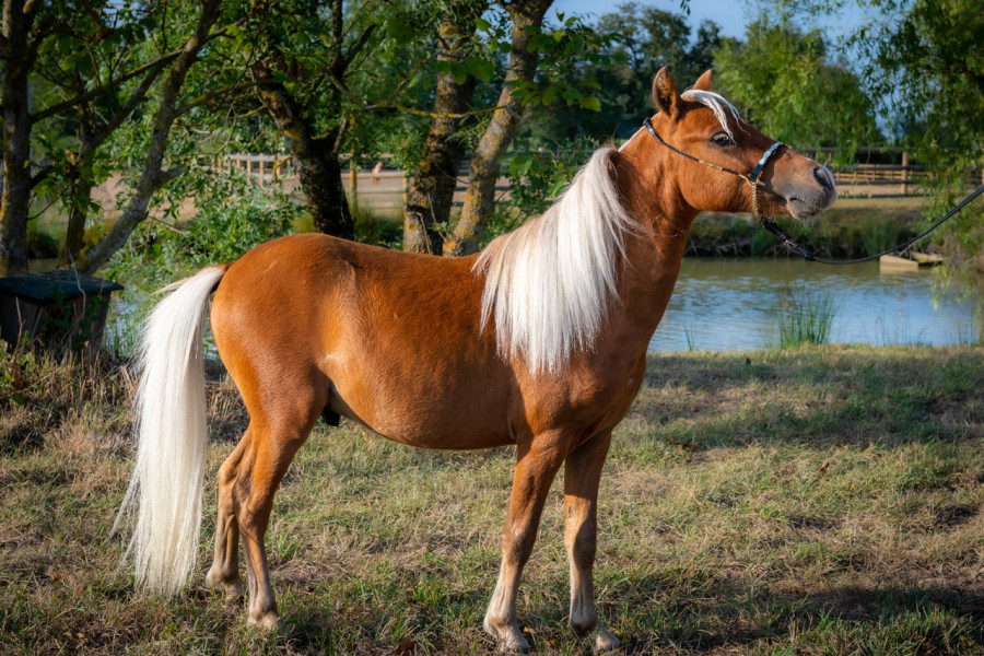 Vente de cheval : ANABA LA VISTA LOMA HONGVA