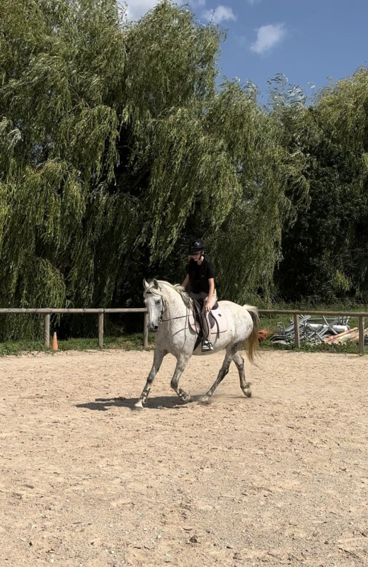 Vente de cheval : Diva du Tt