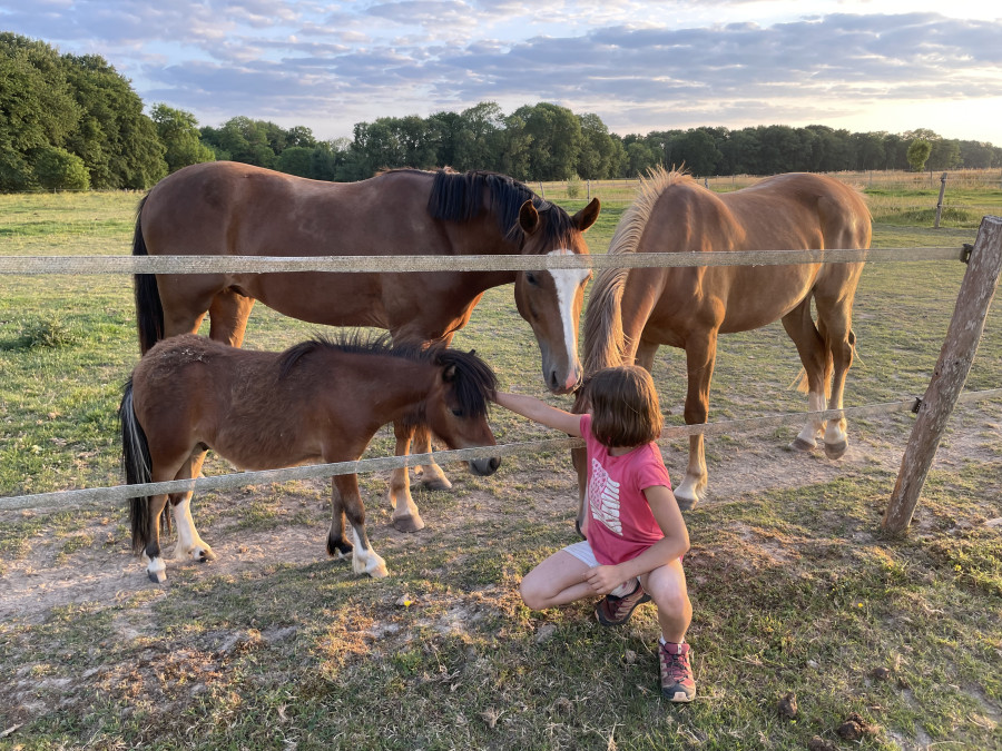 Vente de poney