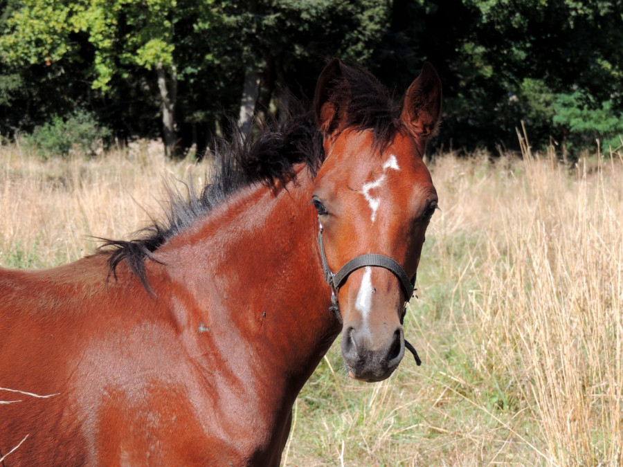 Vente de poney