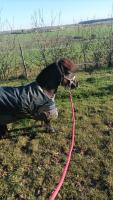 Vente de poney
