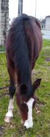 Vente de cheval : TORNADE CENSERIE