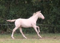 Vente de cheval : Orlov de Brunet