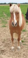 Vente de poney