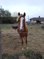 Vente de poney