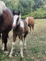 Vente de poney