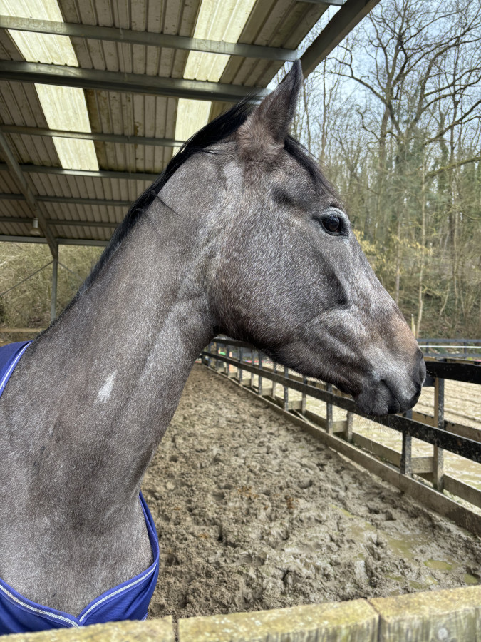 Vente de cheval : Facinatrice 