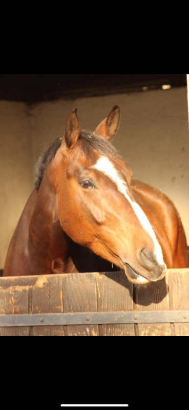 Vente de cheval : Hello de Riverland 
