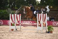 Vente de cheval : Griff