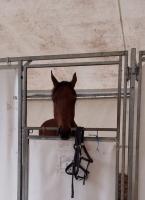 Vente de cheval : Land