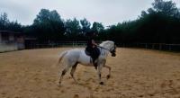 Vente de cheval : Prince