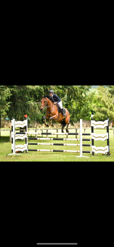 Vente de cheval : Gesa