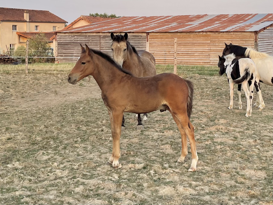 Vente de poney