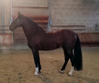 Vente de cheval : Islero np