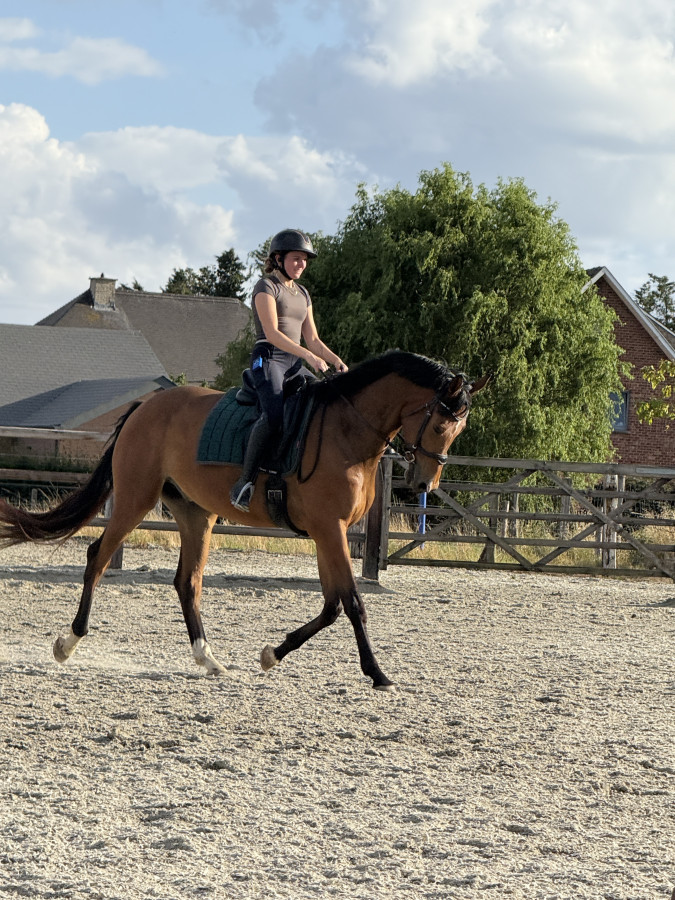 Vente de cheval : Ravelli
