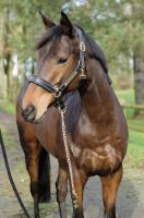 Vente de cheval : Amzer de kerbarh