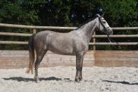 Vente de cheval : Lady Stardust d'Arion