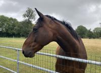 Vente de cheval : SONGE D'ETE