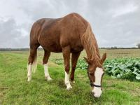 Vente de cheval : SOHANN DE MELA