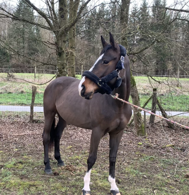 Vente de cheval : Madouce