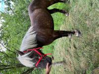Vente de cheval : Argentine