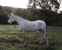 Vente de cheval : Fanita Champ du Ciel