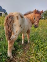 Vente de poney