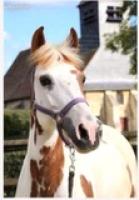 Vente de poney