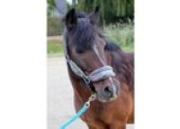 Vente de poney