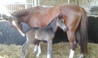 Vente de cheval